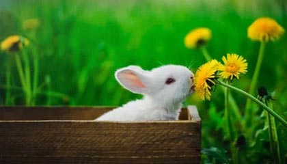 PG电子：引领极致娱乐体验的新纪元